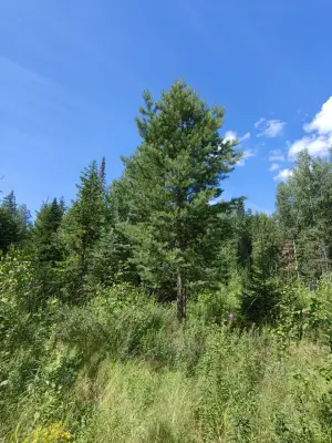 Участок (продажа)